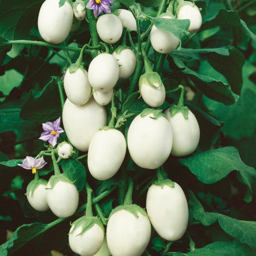 White egg eggplant