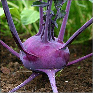 Purple Vienna Heirloom Kohlrabi - beyond organic seeds