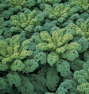 Green Curly Leaf Kale - beyond organic seeds