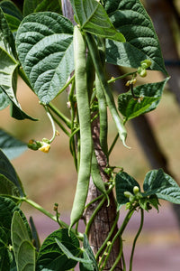 White Half Runner Bean - beyond organic seeds