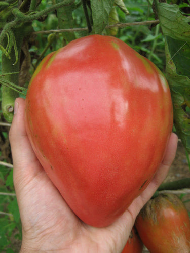 Ox Heart Heirloom Tomato - beyond organic seeds