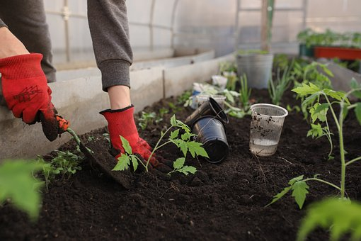 Going Green: The Benefits of Bulk Garden Seeds for Sustainable Gardening