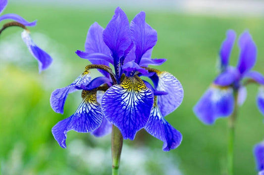 Siberian Iris mix colors