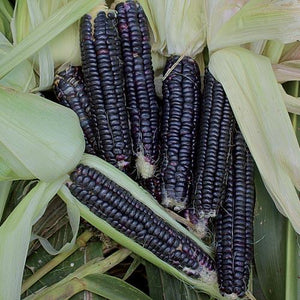 Black Aztec corn
