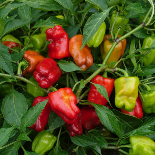 Sweet and spicy pepper mix
