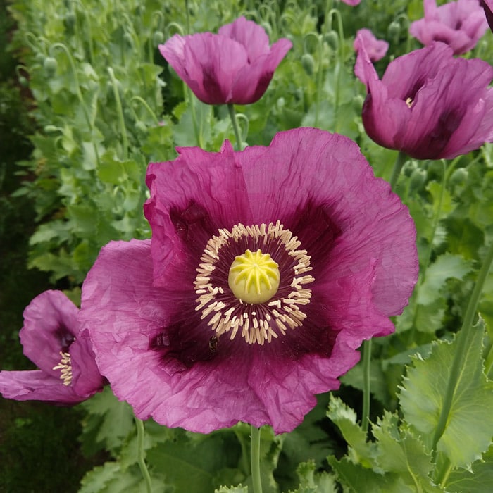 Hungarian blue bread seed poppy