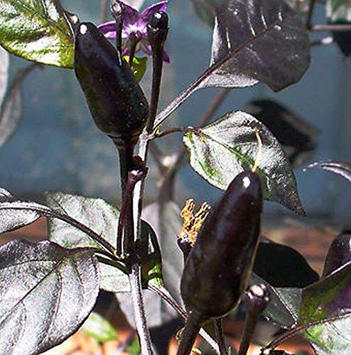 Royal black pepper