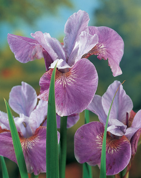 Siberian Iris mix colors