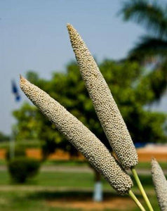 Pearl millet - beyond organic seeds