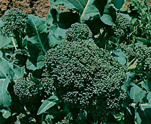 Ramoso Santana Broccoli - beyond organic seeds