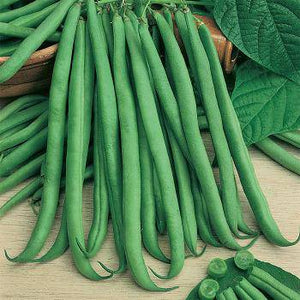 Slenderette Green Beans - beyond organic seeds