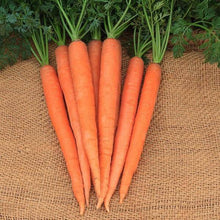 Imperator 58 Carrot - beyond organic seeds