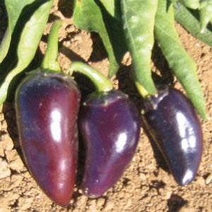 Purple Jalapeno - beyond organic seeds