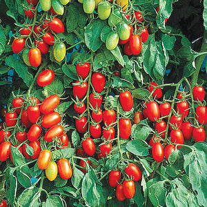 Heirloom Roma Tomato - beyond organic seeds