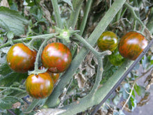 Black Zebra Cherry Tomato - beyond organic seeds