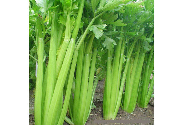 Tendercrisp celery - beyond organic seeds