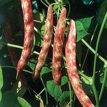Taylor Horticultural Cranberry Green Bean - beyond organic seeds