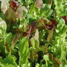 Gourmet Lettuce Mix - beyond organic seeds