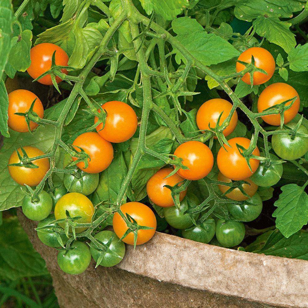 Orange Cherry Tomato - beyond organic seeds