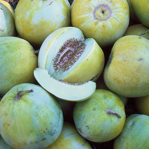 Sakata Sweet Melon - beyond organic seeds