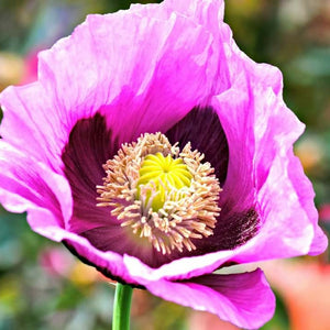 Pink dawn poppy - beyond organic seeds