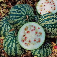 The Red Seeded Citron Watermelon - beyond organic seeds