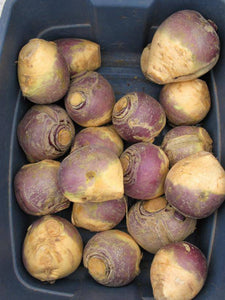 American Purple Top Rutabaga - beyond organic seeds