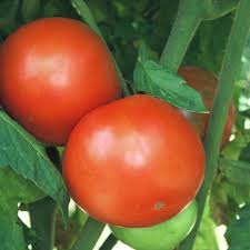 Homestead tomato