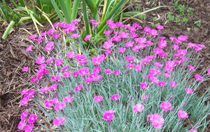 Cottage Pink Flowers - beyond organic seeds