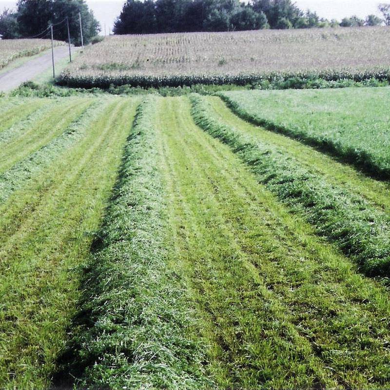 Vernal alfalfa - beyond organic seeds