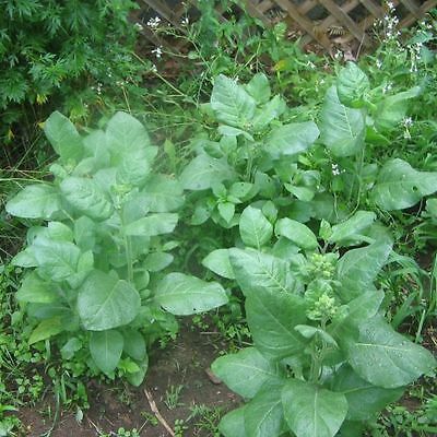 Sacred cornplanter tobacco - beyond organic seeds