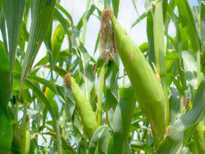 Heirloom Baby Corn - beyond organic seeds