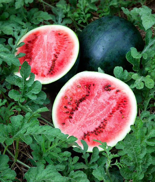 Sugar Baby Watermelon - beyond organic seeds