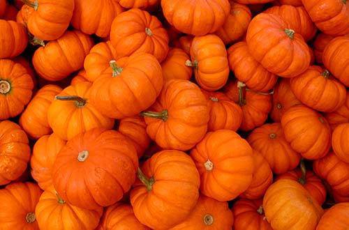 Pumpkins (Assortment) - beyond organic seeds