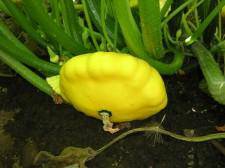 Yellow Patti Pan Summer Squash - beyond organic seeds