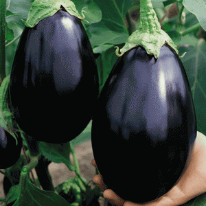 Black Beauty Eggplant - beyond organic seeds