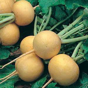 Golden Turnip - beyond organic seeds