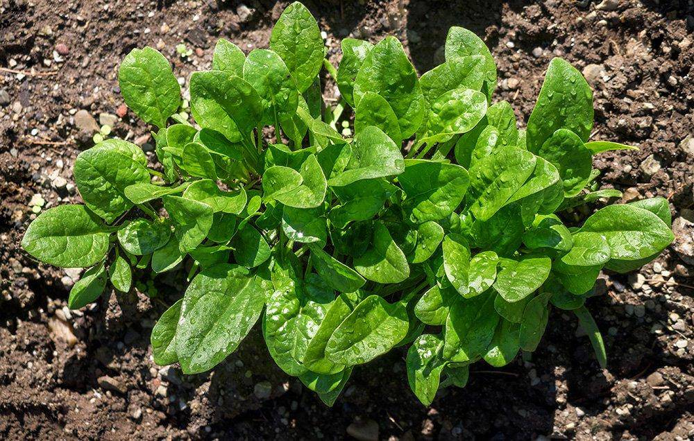 Bloomsdale Spinach - beyond organic seeds