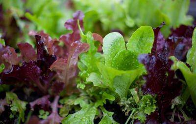 Lettuce (Assortment) - beyond organic seeds
