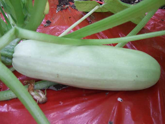 White Zucchini - beyond organic seeds