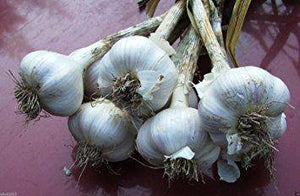 California White Garlic (out of stock for the season) - beyond organic seeds