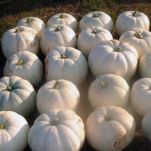 White Pumpkin (Mix Pack) - beyond organic seeds
