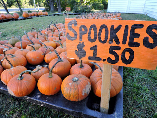 Spookie Pumpkin - beyond organic seeds