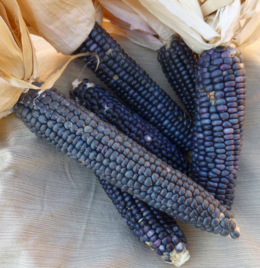 Blue Hopi Corn - beyond organic seeds