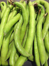 Fava beans - beyond organic seeds