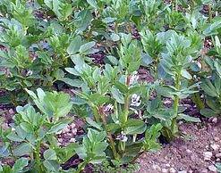 Fava beans - beyond organic seeds