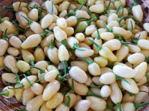 White Hot Habanero - beyond organic seeds