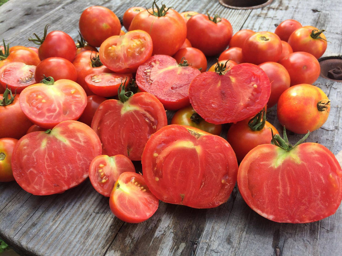 Rutgers Heirloom Tomato (Deep Red) - beyond organic seeds