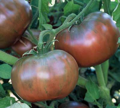 Cherokee Purple Heirloom Tomato - beyond organic seeds