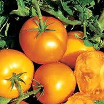 Golden Jubilee Heirloom Tomato - beyond organic seeds
